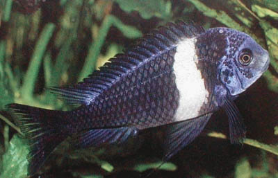 Tropheus duboisi
